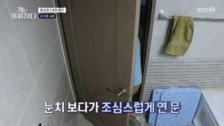 개는 훌륭하다.E1183.230717.jpg